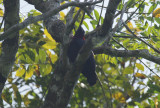 Purple-throated Fruitcrow (Querula purpurata) Suriname - Para, Colakreek