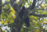 Purple-throated Fruitcrow (Querula purpurata) *male* Suriname - Para, Colakreek
