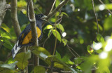 Green-backed Trogon (Trogon viridis) Suriname - Para, Colakreek