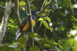 Green-backed Trogon (Trogon viridis) Suriname - Para, Colakreek