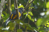 Green-backed Trogon (Trogon viridis) Suriname - Para, Colakreek