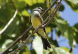 Tropical Kingbird (Tyrannus melancholicus) Suriname - Paramaribo