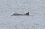 Guyana Dolphin (Sotalia guianensis) Suriname - Paramaribo