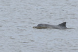 Guyana Dolphin (Sotalia guianensis) Suriname - Paramaribo