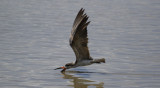 Black Skimmer (Rynchops niger) Suriname - Paramaribo, Weg Naar Zee