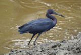 Little Blue Heron (Egretta caerulea) Suriname - Wanica 