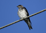 Grey-breasted Martin (Progne chalybea) Suriname - North Commewijne, Plantage Bakkie