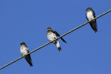 Grey-breasted Martin (Progne chalybea) Suriname - North Commewijne, Plantage Bakkie