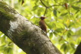 Chestnut Woodpecker (Celeus elegans) Suriname - Commewijne, Warappakreek