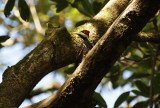 Crimson-crested Woodpecker (Campephilus melanoleucos) *Female* Suriname - Commewijne, Warappakreek