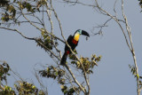 Channel-billed Toucan (Ramphastos vitellinus vitellinus) Suriname - Para, Powakka