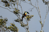 Channel-billed Toucan (Ramphastos vitellinus vitellinus) Suriname - Para, Powakka