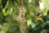 Tropical Royal Flycatcher (Onychorhynchus coronatus coronatus ) Suriname - Commewijne, Peperpot Nature Reserve