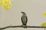 Tropical Mockingbird (Mimus gilvus) Suriname - Paramaribo