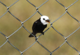 White-headed Marsh Tyrant (Arundinicola leucocephala) *male* Suriname - Airport