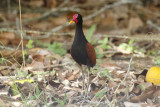 Wattled Jacana (Jacana jacana) Suriname - Paramaribo, Weg Naar Zee