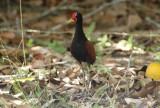 Wattled Jacana (Jacana jacana) Suriname - Paramaribo, Weg Naar Zee