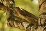 Pale-breasted Thrush (Turdus leucomelas) Suriname - Paramaribo, Eco Resort Inn