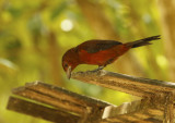 Silver-beaked Tanager (Ramphocelus carbo) Suriname - Paramaribo, Eco Resort Inn