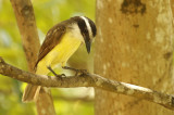 Great Kiskadee (Pitangus sulphuratus) Suriname - Paramaribo, Eco Resort Inn