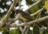 Short-crested Flycatcher (Myiarchus ferox) Suriname - Para, Powakka