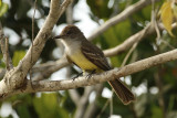 Short-crested Flycatcher (Myiarchus ferox ferox) Suriname - Para, Powakka