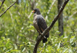 Rufous Crab Hawk (Buteogallus aequinoctialis) Suriname - Commewijne, Warappakreek