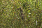 Crested Bobwhite (Colinus cristatus sonnini ) Suriname - Airport