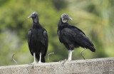 Black Vulture (Coragyps atratus) Suriname - Airport