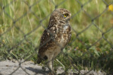 Burrowing Owl (Athene cunicularia) Suriname - Airport