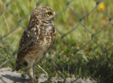 Burrowing Owl (Athene cunicularia) Suriname - Airport
