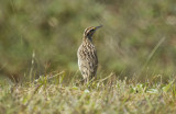 Eastern Meadowlark (Sturnella magna praticola) Suriname - Airport 