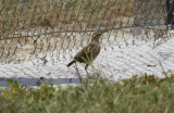 Eastern Meadowlark (Sturnella magna praticola) Suriname - Airport