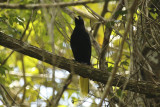 Yellow-rumped Cacique (Cacicus cela) Suriname - Commewijne, Peperpot
