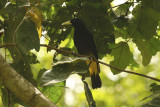 Yellow-rumped Cacique (Cacicus cela) Suriname - Commewijne, Peperpot
