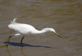 Snowy Egret (Egretta thula  thula) Suriname - Paramaribo