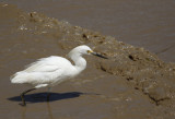 Snowy Egret (Egretta thula thula) Suriname - Paramaribo