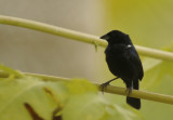 Blue-black Grassquit (Volatinia jacarina) Suriname - Paramaribo, Eco Resort Inn