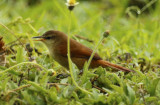 Yellow-chinned Spinetail (Certhiaxis cinnamomeus) Suriname - Paramaribo
