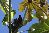 Green-rumped Parrotlet (Forpus passerinus) Suriname - North Commewijne, Plantage Bakkie