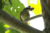 Plain-crowned Spinetail (Synallaxis gujanensis ) Suriname - North Commewijne, Plantage Bakkie