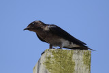 Grey-breasted Martin (Progne chalybea) Suriname - North Commewijne, Plantage Bakkie