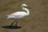 Snowy Egret (Egretta thula thula) Suriname - Paramaribo