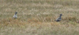 American Golden Plover (Pluvialis dominica) Suriname - Airport