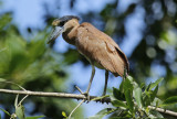 Boat-billed Heron (Cochlearius cochlearius) Suriname - Paramaribo, mouth of the Van Sommelsdijck Creek