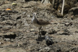 Willet (Tringa semipalmata) Suriname - Wanica