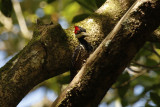 Crimson-crested Woodpecker (Campephilus melanoleucos) *Female* Suriname - Commewijne, Warappakreek