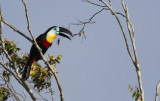 Channel-billed Toucan (Ramphastos vitellinus vitellinus) Suriname - Para, Powakka