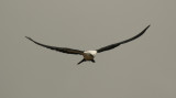 Swallow-tailed Kite (Elanoides forficatus) Suriname - Para