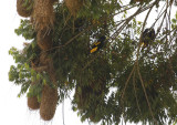Yellow-rumped Cacique (Cacicus cela) Suriname - Para